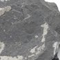#Cambrian fossil Trilobite Malungia laevigata ,very cool ##a57