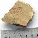 Cambrian fossil  Isopyx curvirostratus  neg, professional teaching ##a59