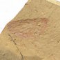 Cambrian fossil Isopyx curvirostratus neg, professional teaching ##a59