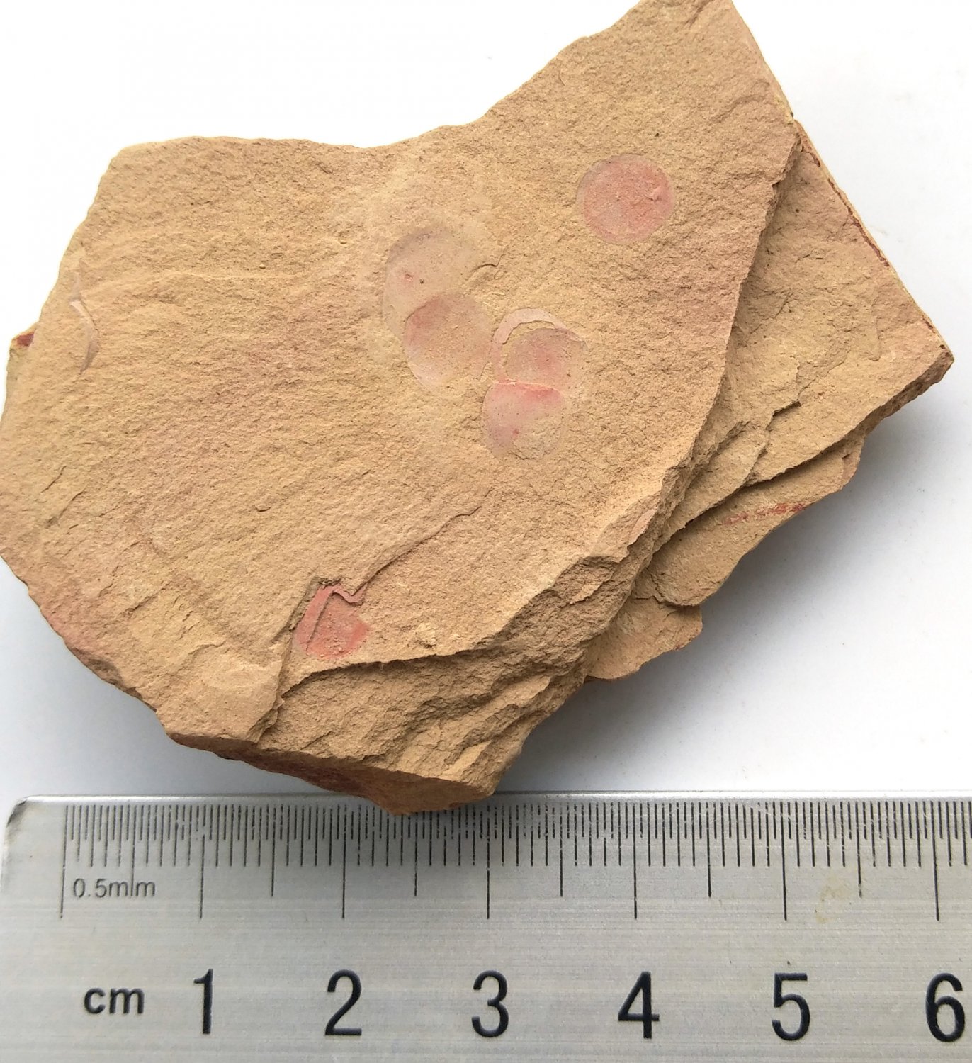 Cambrian fossil  shell  , professional teaching ##a63