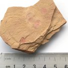Cambrian fossil  shell  , professional teaching ##a63