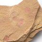 Cambrian fossil  shell  , professional teaching ##a63
