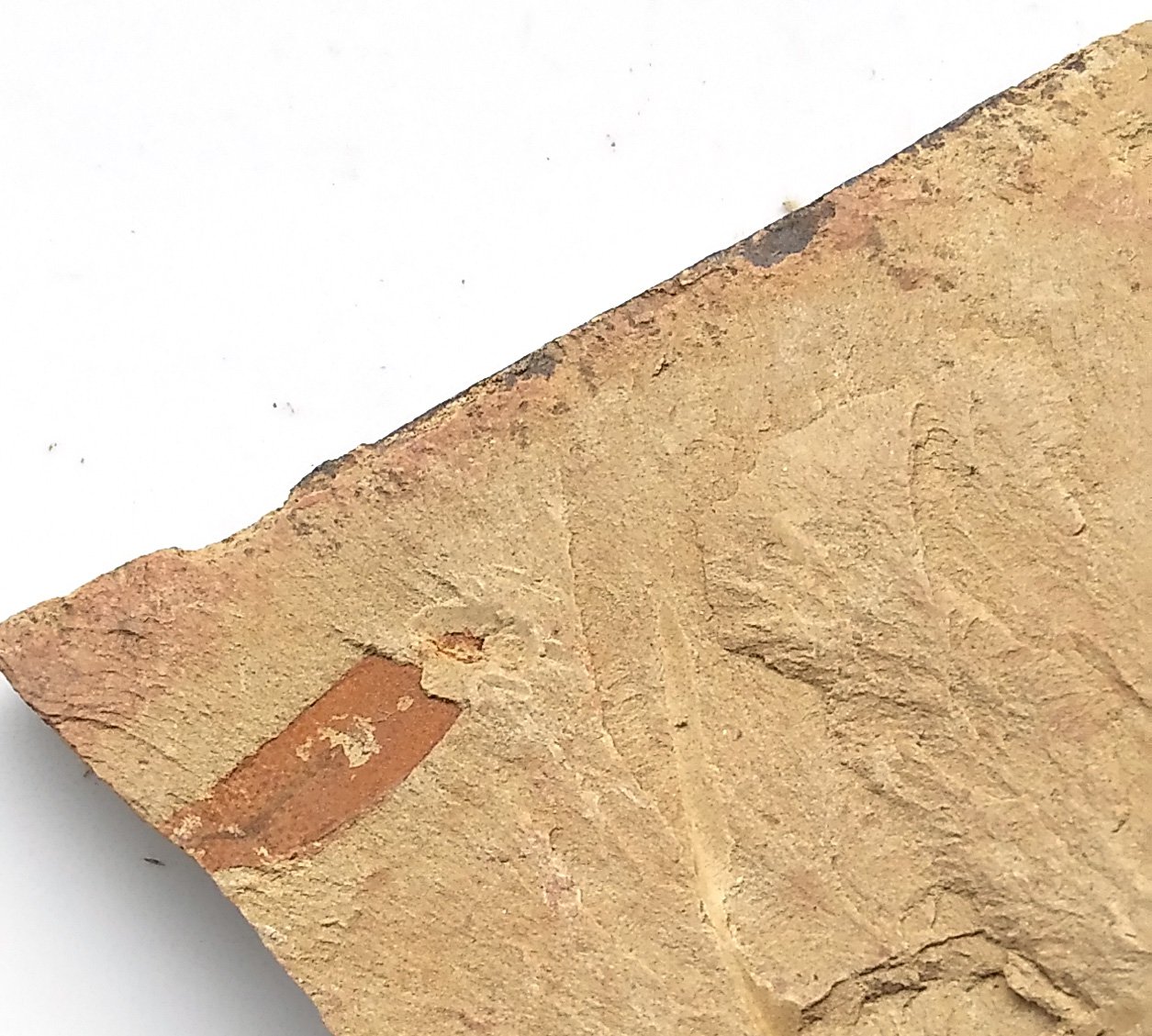 Cambrian fossil unknown ,very cool ##a64