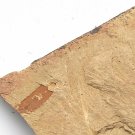 Cambrian fossil unknown ,very cool ##a64