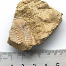 #Cambrian fossil Trilobite unknown ,very cool ##a65