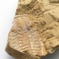 #Cambrian fossil Trilobite unknown ,very cool ##a65