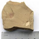 Cambrian fossil  Isopyx curvirostratus  , professional teaching ##a66