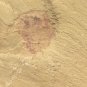 Cambrian fossil Isopyx curvirostratus , professional teaching ##a66