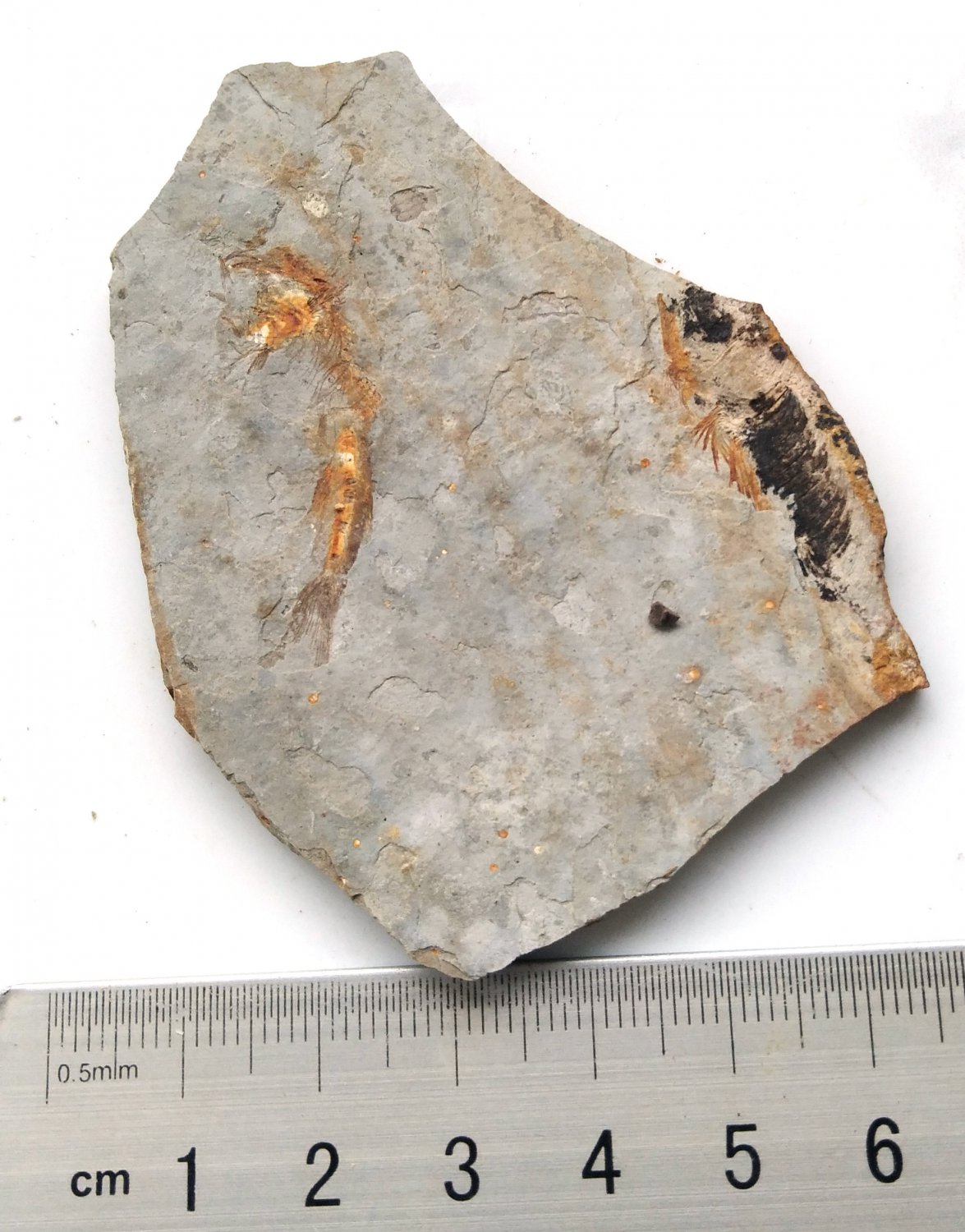 Fossil fish,teaching,collection,very nice,very cool  ##a67