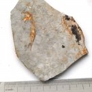 Fossil fish,teaching,collection,very nice,very cool  ##a67