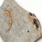 Fossil fish,teaching,collection,very nice,very cool ##a67