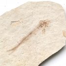 Fossil fish,teaching,collection,very nice,very cool  ##a68