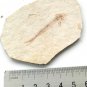 Fossil fish,teaching,collection,very nice,very cool  ##a68