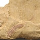 Cambrian fossil Leanchoilia illecebrosa , professional teaching ##a69