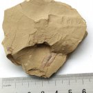 #Cambrian fossil Corynetis brevis, professional teaching ##a70