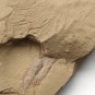 #Cambrian fossil Corynetis brevis, professional teaching ##a70