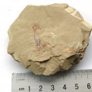 #Cambrian fossil Corynetis brevis, professional teaching ##a71