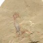 #Cambrian fossil Corynetis brevis, professional teaching ##a71