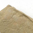 Cambrian fossil   Isopyx minor , professional teaching ##a72