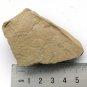 Cambrian fossil Isopyx minor , professional teaching ##a72