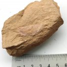 Cambrian fossil Isoxys paradoxus , professional teaching ##a73