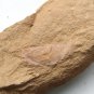 Cambrian fossil Isoxys paradoxus , professional teaching ##a73