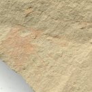 Cambrian fossil sponge, professional teaching ##a74