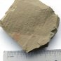 Cambrian fossil sponge, professional teaching ##a74