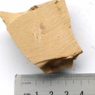 Cambrian fossil  Sicyophorus rara, professional teaching ##a75