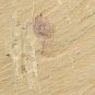 Cambrian fossil Sicyophorus rara, professional teaching ##a75