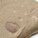 #Cambrian fossil unknown ,very cool ##a77