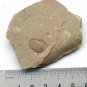 #Cambrian fossil unknown ,very cool ##a77