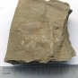 Cambrian fossil  Isopyx curvirostratus  , professional teaching ##a78