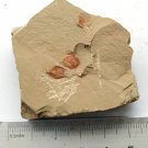 Cambrian fossil  Diandongia pista , professional teaching ##a79