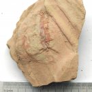 #Cambrian fossil Corynetis brevis, professional teaching ##a80
