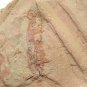 #Cambrian fossil Corynetis brevis, professional teaching ##a80