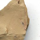 #Cambrian fossil unknown ,very cool ##a81