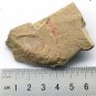 Cambrian fossil Isopyx minor , professional teaching ##a82