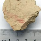 #Cambrian fossil unknown ,very cool ##a83