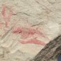 #Cambrian fossil unknown ,very cool ##a83