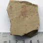 #Cambrian fossil unknown ,very cool ##a85
