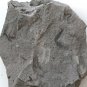 Ediacara Biota fossil unknown creature ,teaching. ##a86