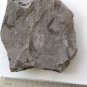 Ediacara Biota fossil unknown creature ,teaching. ##a86