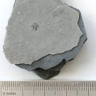 #Cambrian fossil Trilobite Malungia laevigata ,very cool ##a87