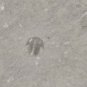 #Cambrian fossil Trilobite Malungia laevigata ,very cool ##a87