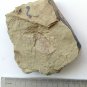 #Cambrian fossil Corynetis brevis, professional teaching ##a91