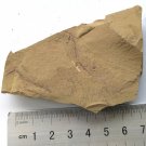 Cambrian fossil Cricocosmia jinningensis , professional teaching ##a96