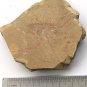 Cambrian fossil Isopyx curvirostratus neg, professional teaching ##a97