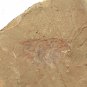Cambrian fossil Isopyx curvirostratus neg, professional teaching ##a97