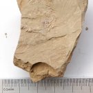 Cambrian fossil trilobite unknown  , professional teaching, ##a98
